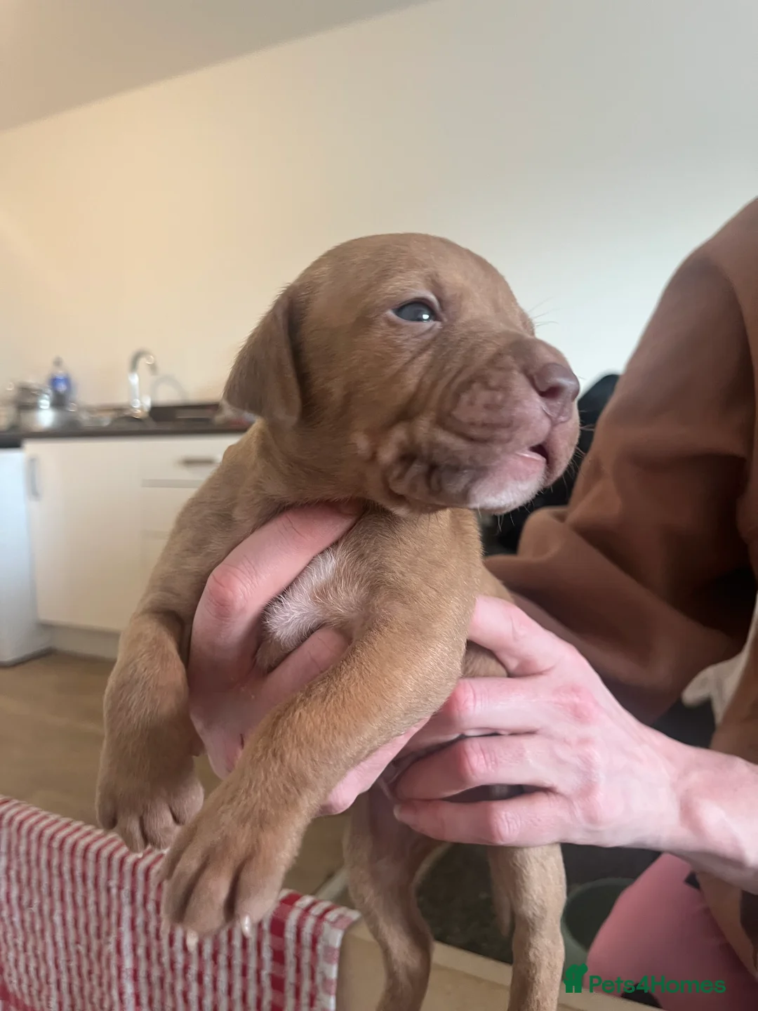 Mixed Breed dogs for sale: blue staff cross american bulldog  - Advert 17