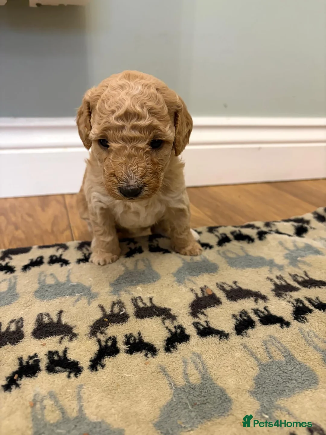 Sheepadoodle dogs for sale: Sheepadoodle  - Advert 7