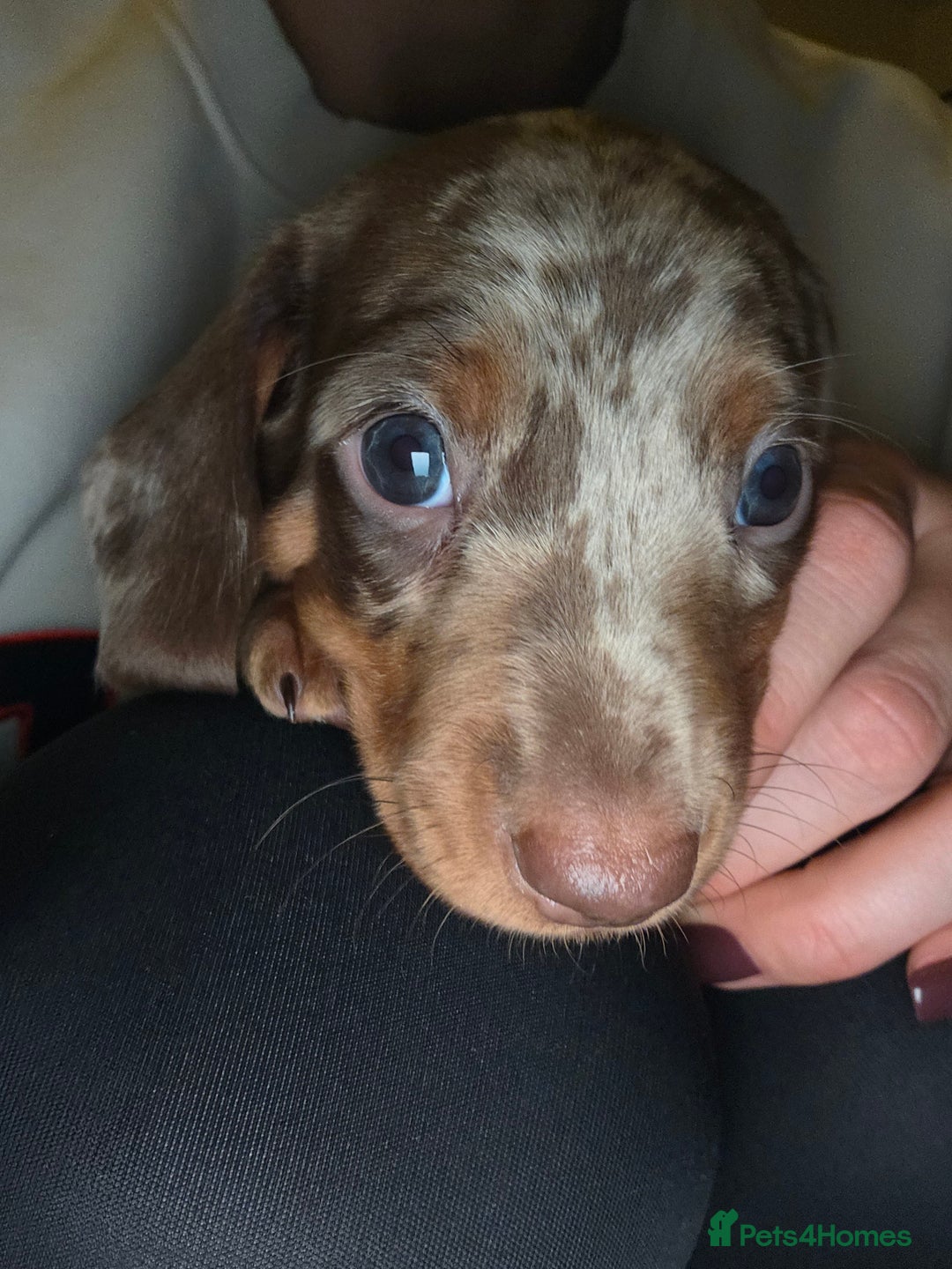 Dachshund dogs for sale: Standard Dachshund Puppies - Advert 5