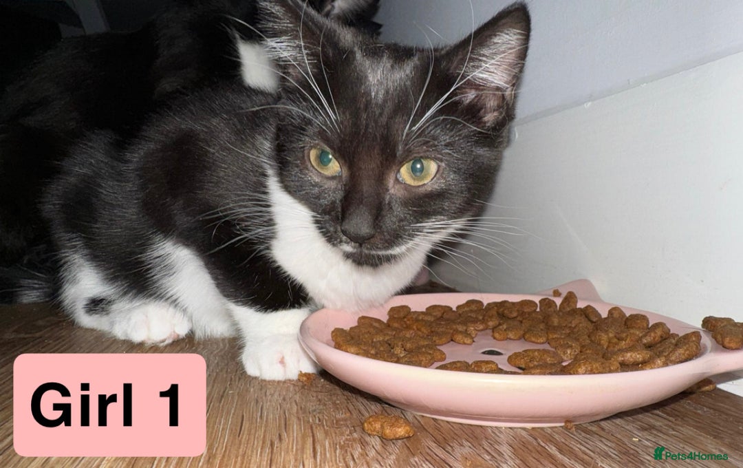 Domestic Shorthair cats for sale: 3 beautiful female Tuxedo Kittens  - Image 3