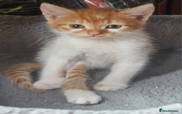 Mixed Breed cats for sale: Siberian cross ready to go!!! - Image 32