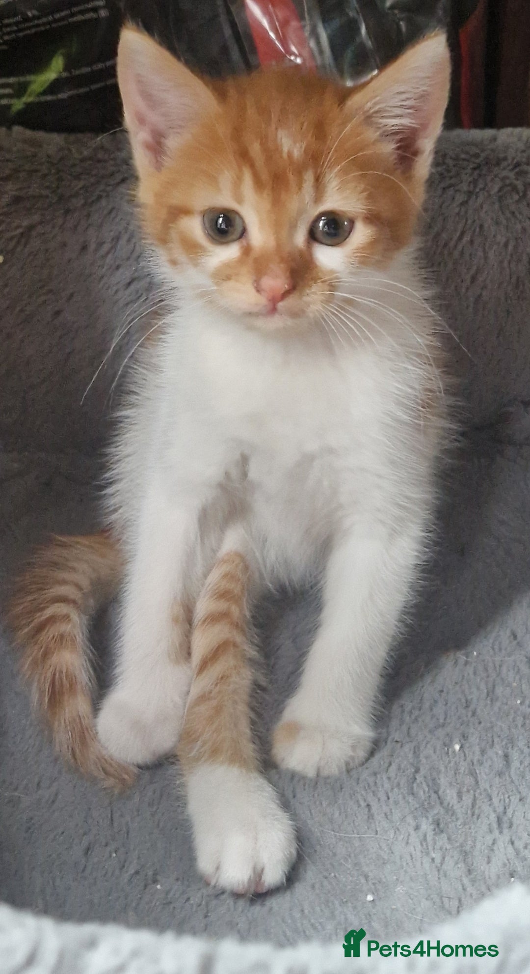 Mixed Breed cats for sale: Siberian cross ready to go!!! - Image 32