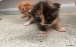 Mixed Breed cats for sale: Beautiful kittens  - Image 18