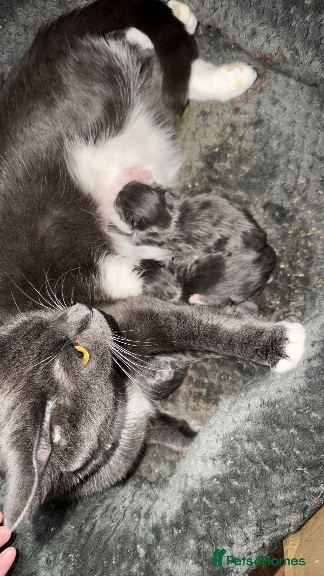 British Shorthair cats for sale: Two beautiful bi colour girls ready for new homes  - Advert 20