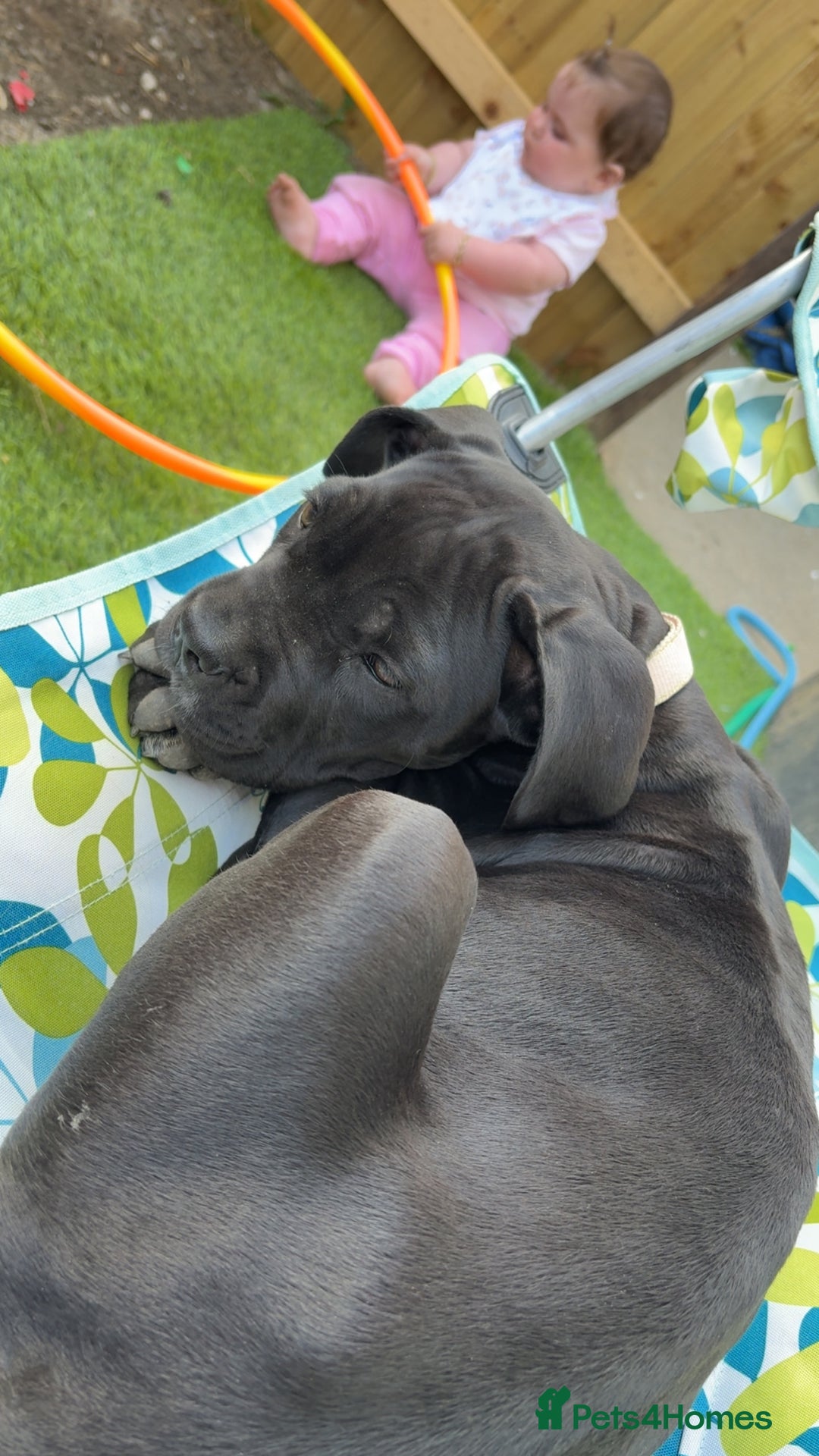 Cane Corso dogs for sale: Cane corso puppy  - Image 2