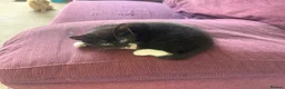 Mixed Breed cats for sale: Beautiful tabby and black kittens-  £150 ready now in Barnstaple - Advert 5
