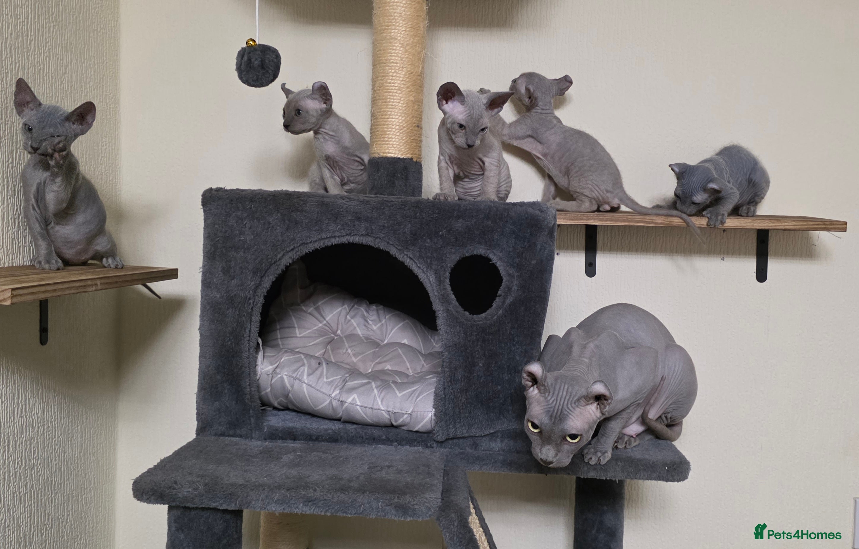 Sphynx cats SPHYNX ELF KITTENS 2 GIRLS & PETERBALD 3 MALE   - Advert 1