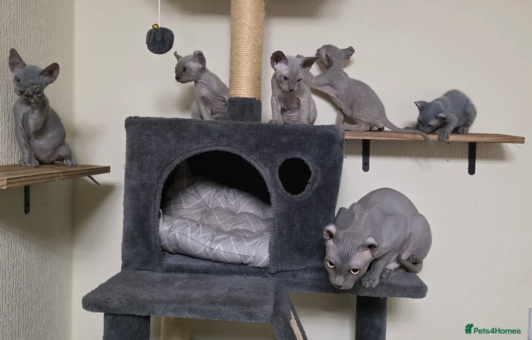 Sphynx cats for sale: SPHYNX ELF KITTENS 2 GIRLS & PETERBALD 3 MALE   in Bilston - Advert 1