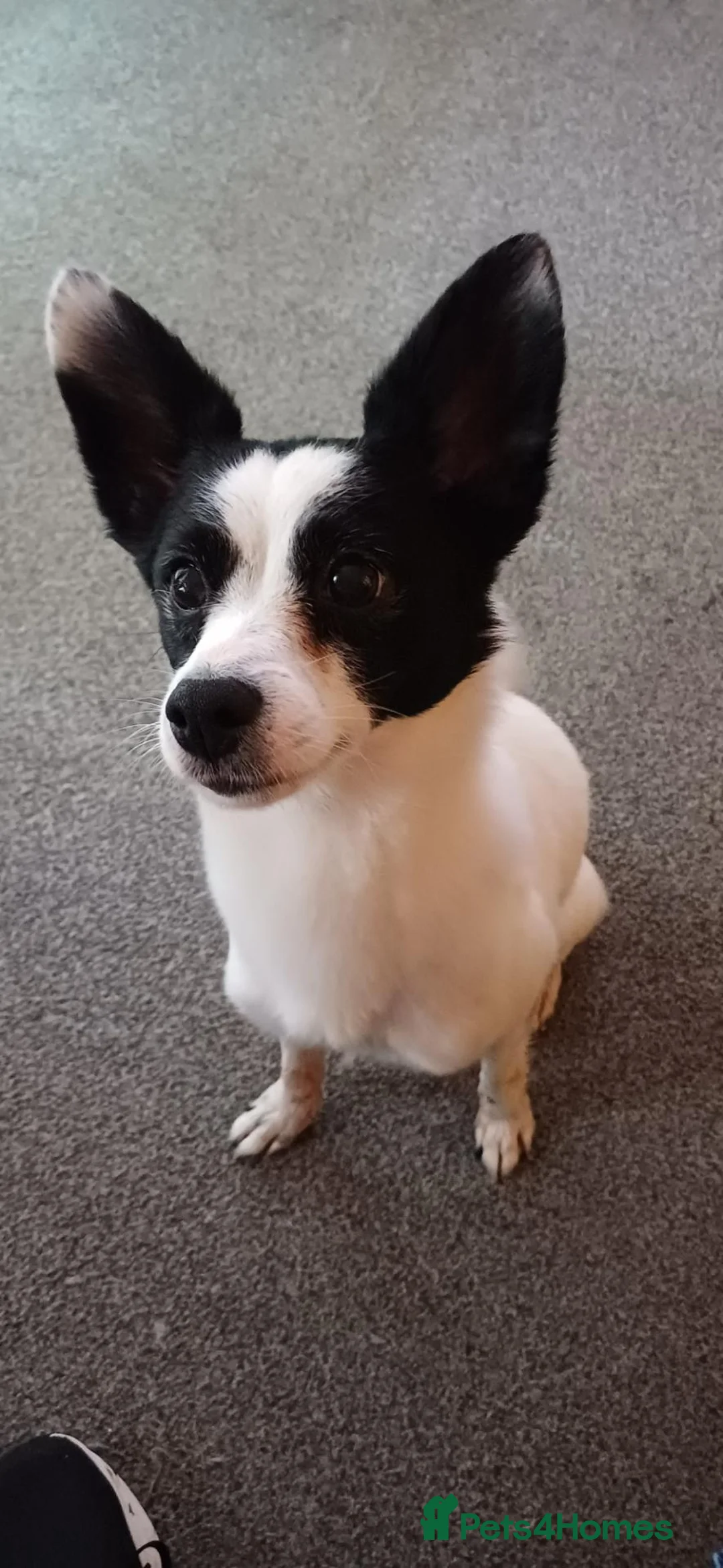 Mixed Breed dogs for sale: 8 Year old Jackspitz in Warrington - Advert 1