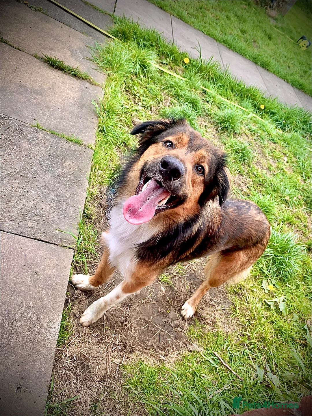 Border Collie dogs for stud: 5 year old Border Collie for stud  in Huddersfield - Advert 1