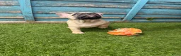 French Bulldog dogs for sale: 5 frenchbull dog puppes - Advert 14