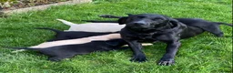 Labrador Retriever dogs for sale: Beautiful Well Bred KC Reg Labrador Puppies - Advert 3