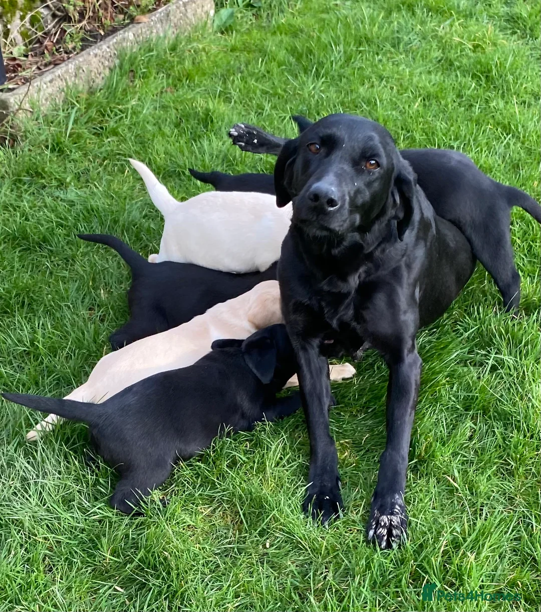 Labrador Retriever dogs for sale: Beautiful Well Bred KC Reg Labrador Puppies - Advert 3