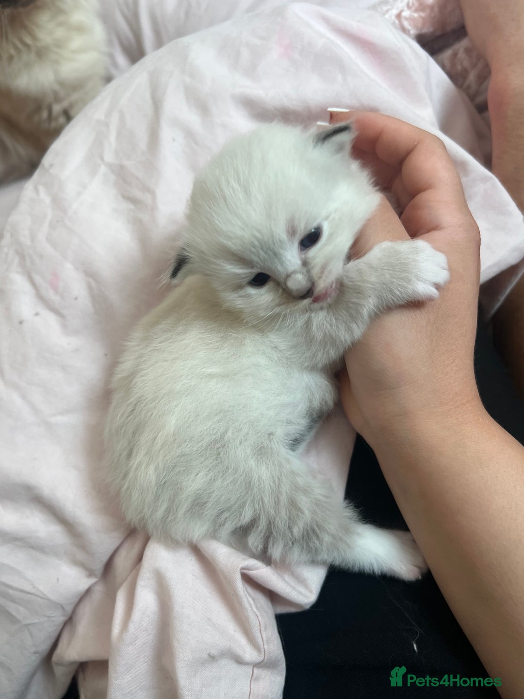 Ragdoll cats for sale: Ragdoll kittens - Image 1