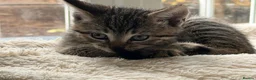 Domestic Shorthair cats for sale: Beautiful kittens for sale - Advert 2