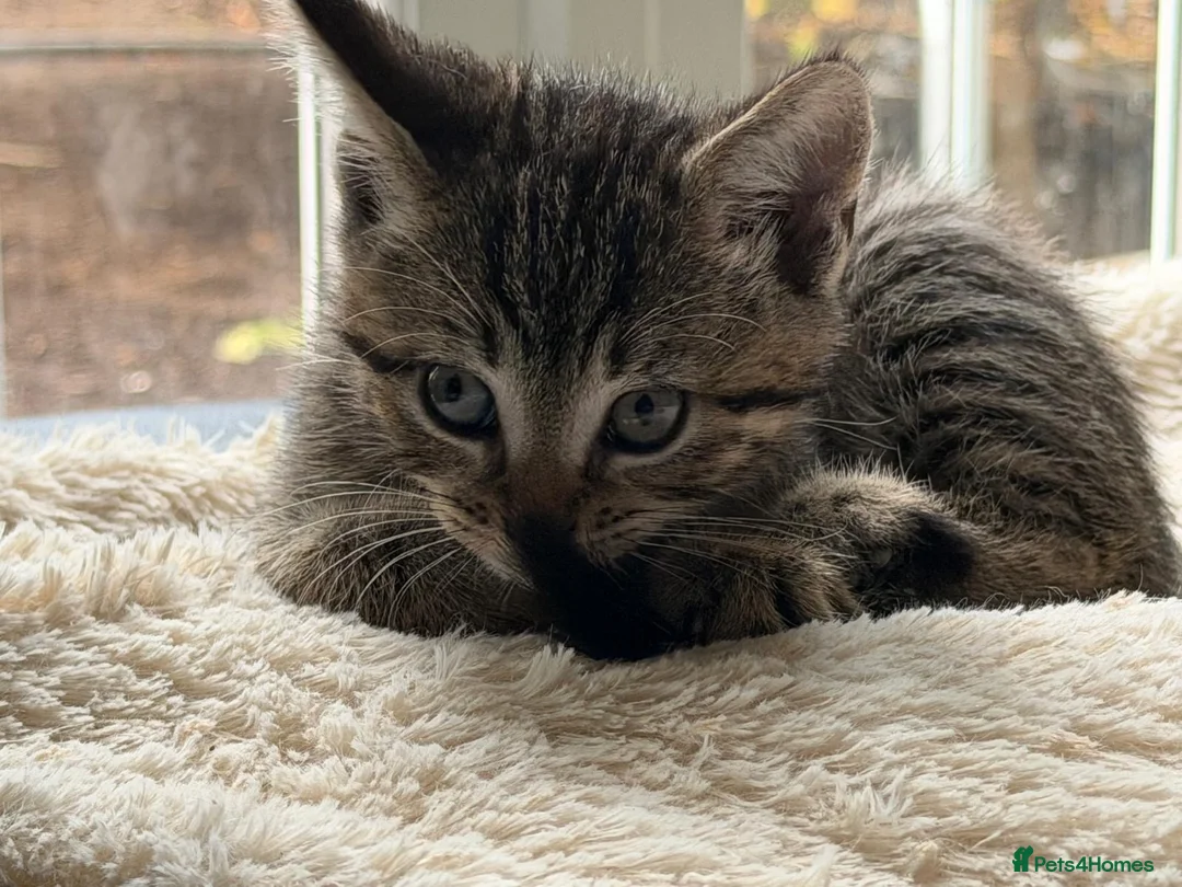 Domestic Shorthair cats for sale: Beautiful kittens for sale - Advert 2