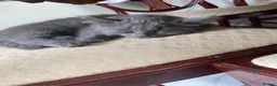 Mixed Breed cats for sale: 2 Grey Kittens Ready for sale - Advert 5