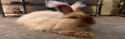 Angora rabbits for sale: Beautiful baby angora rabbits available  - Advert 12