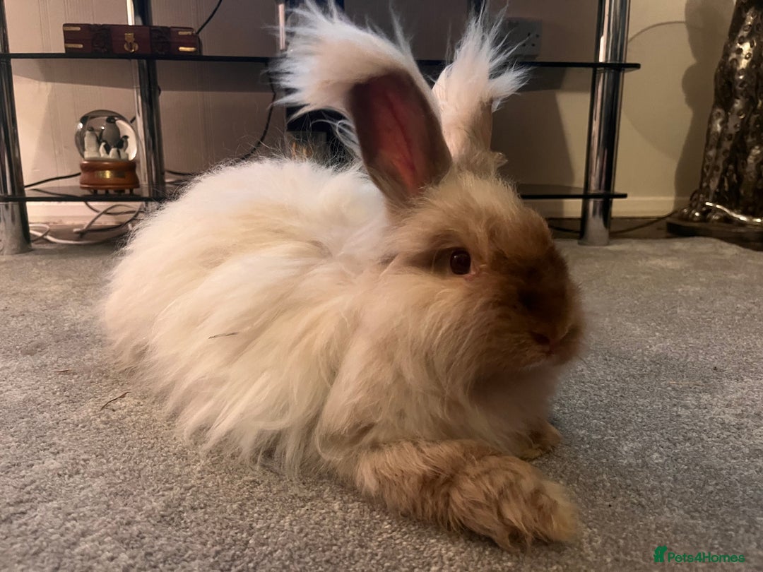 Angora rabbits for sale: Beautiful baby angora rabbits available  - Advert 12