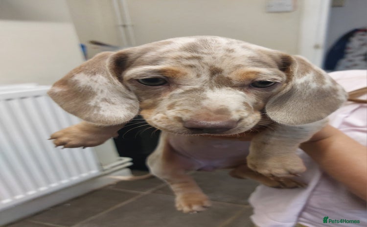 Miniature Dachshund dogs - Advert 7