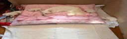 Pomeranian dogs for sale: 4 beautiful white Pomeranian boys  in Gloucester - Advert 29