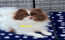 Pomeranian dogs for sale: 3 outstanding Pomeranian puppies  - Image 4