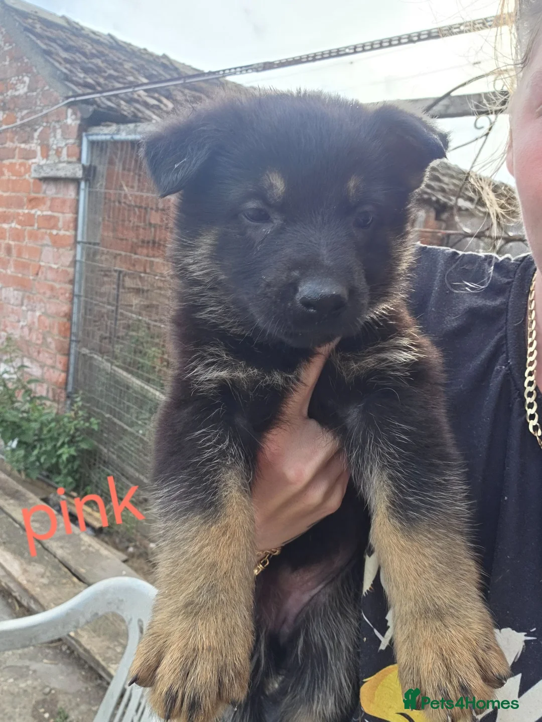 German Shepherd dogs for sale: German shepherd pups in HULL - Advert 2