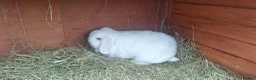 Mini Lop rabbits for sale: Mini lop REW pure breed female  in Luton - Advert 2