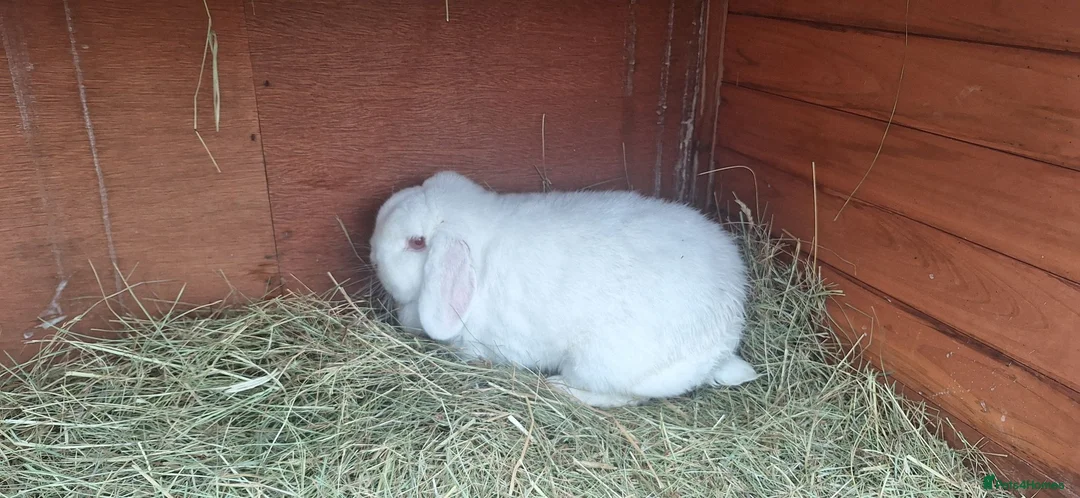 Mini Lop rabbits for sale: Mini lop REW pure breed female  in Luton - Advert 2