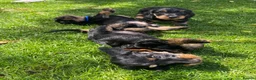 Miniature Dachshund dogs for sale: KC Mini Wire dachshunds LAFORA/PRA (Cord1) clear - Advert 8
