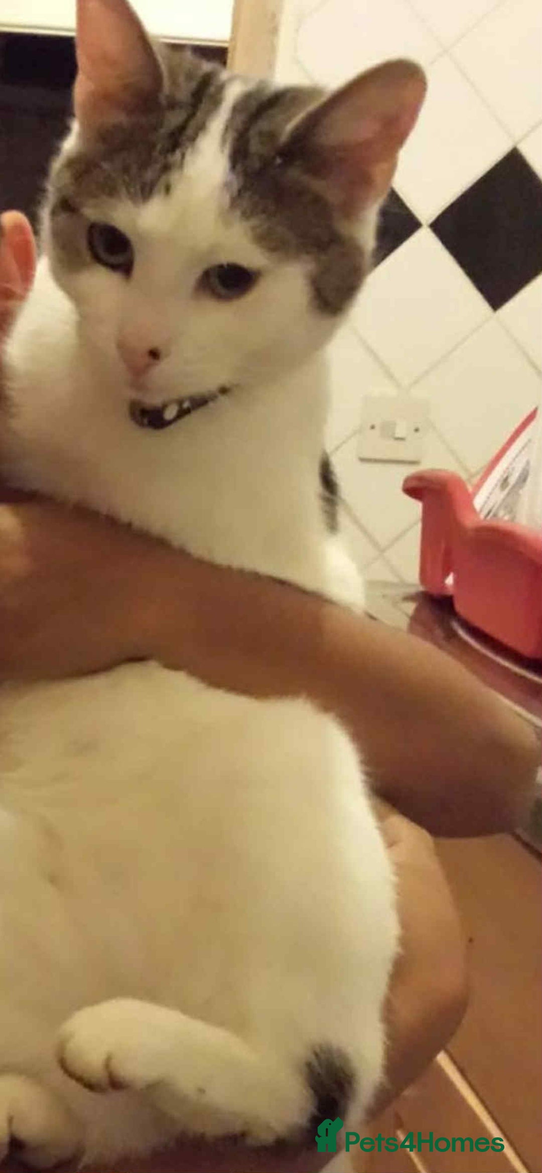 Mixed Breed cats for sale: 2 lovely kittens for sale  - Advert 4