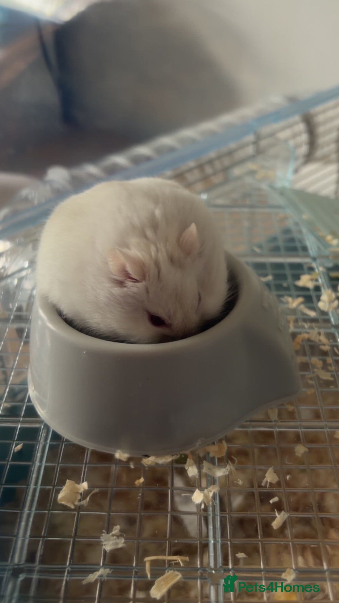 Hamster rodents Russian dwarf hamster  - Advert 2