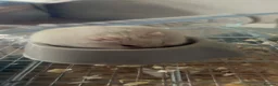 Hamster rodents for sale: Russian dwarf hamster  in High Wycombe - Advert 2