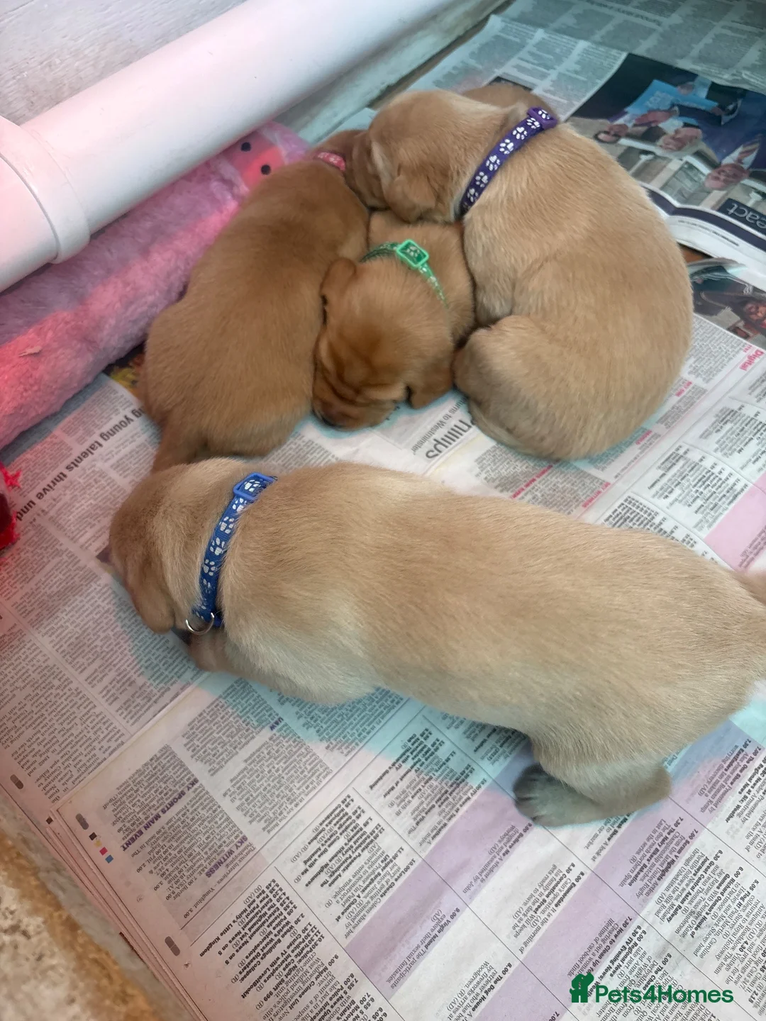 Labrador Retriever dogs for sale: Stunning fox red/dark yellow Labradors - Advert 2