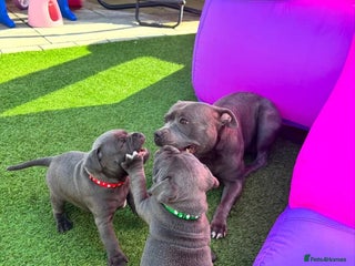 Staffordshire Bull Terrier dogs for sale - Advert 1