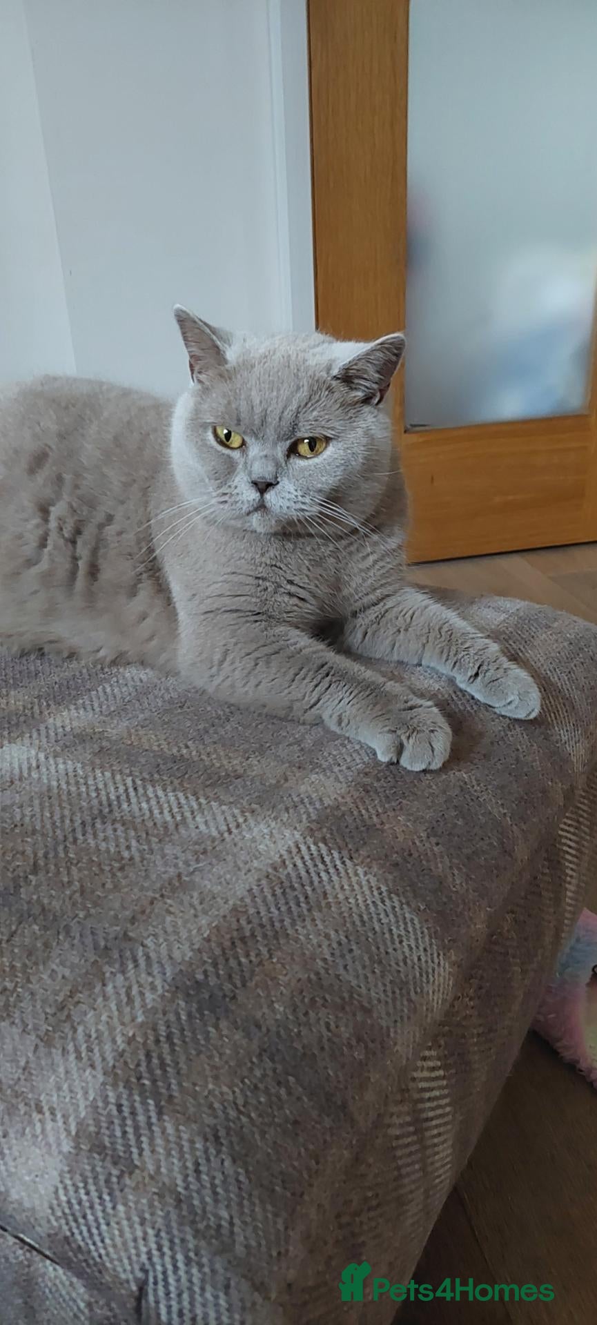 British Shorthair cats BEAUTIFUL RETIRED QUEEN - Advert 13