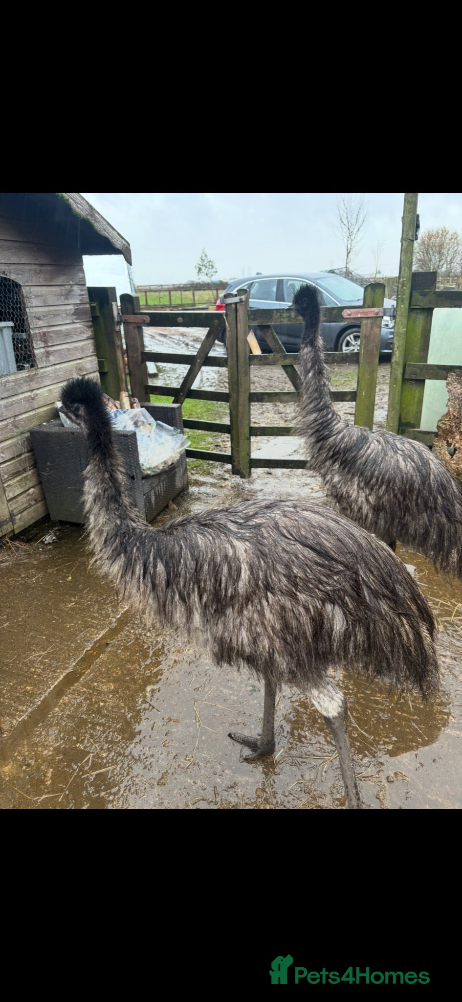 Emus poultry Pair of Emus - Advert 7