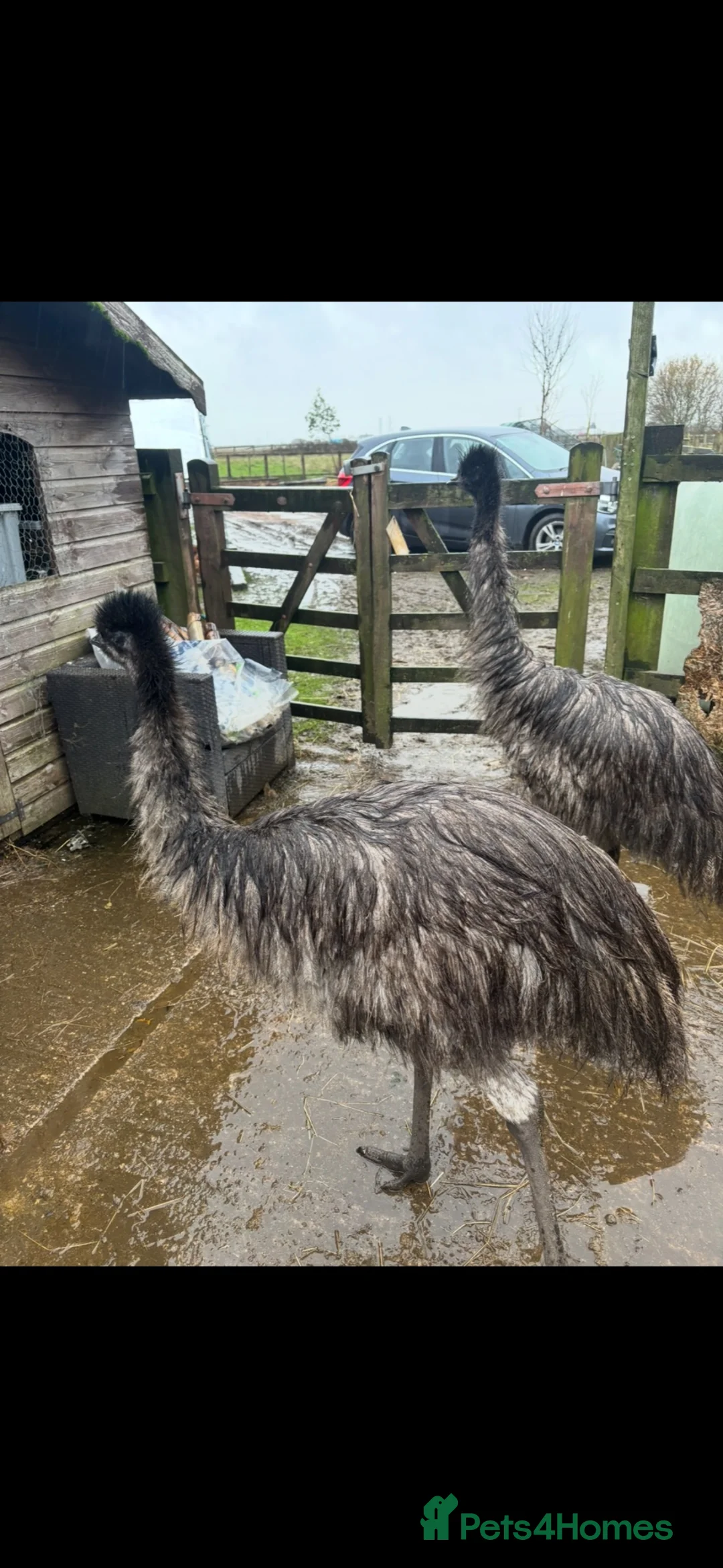 Emus poultry for sale: Pair of Emus - Advert 2