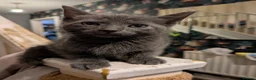 Mixed Breed cats for sale: Gorgeous 1/4 ragdoll kittens  - Advert 4