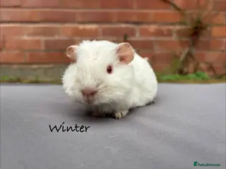 Guinea Pig rodents Beautiful Winter- baby male - Advert 3