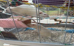 Rat rodents for sale:  2 FEMALE Rats- need Patient & Confident Owner - Advert 8