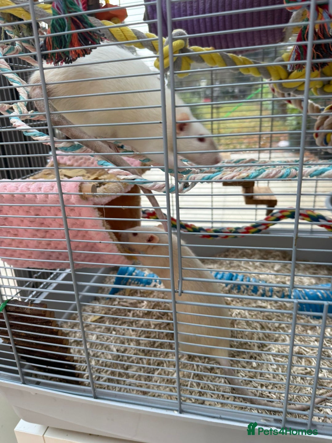 Rat rodents for sale:  2 FEMALE Rats- need Patient & Confident Owner - Advert 8