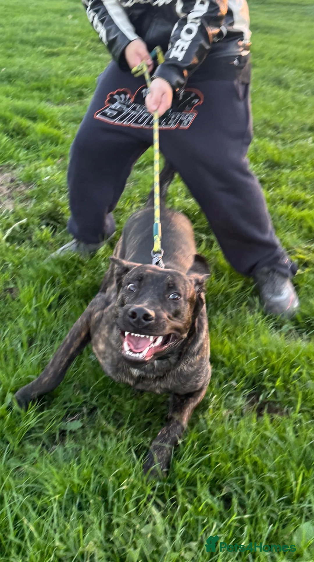 Mixed Breed dogs for sale: Buddy the Bullherder  - Advert 5