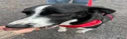 Mixed Breed dogs for adoption: Panda is looking for her forever home  in Newton Abbot - Advert 12