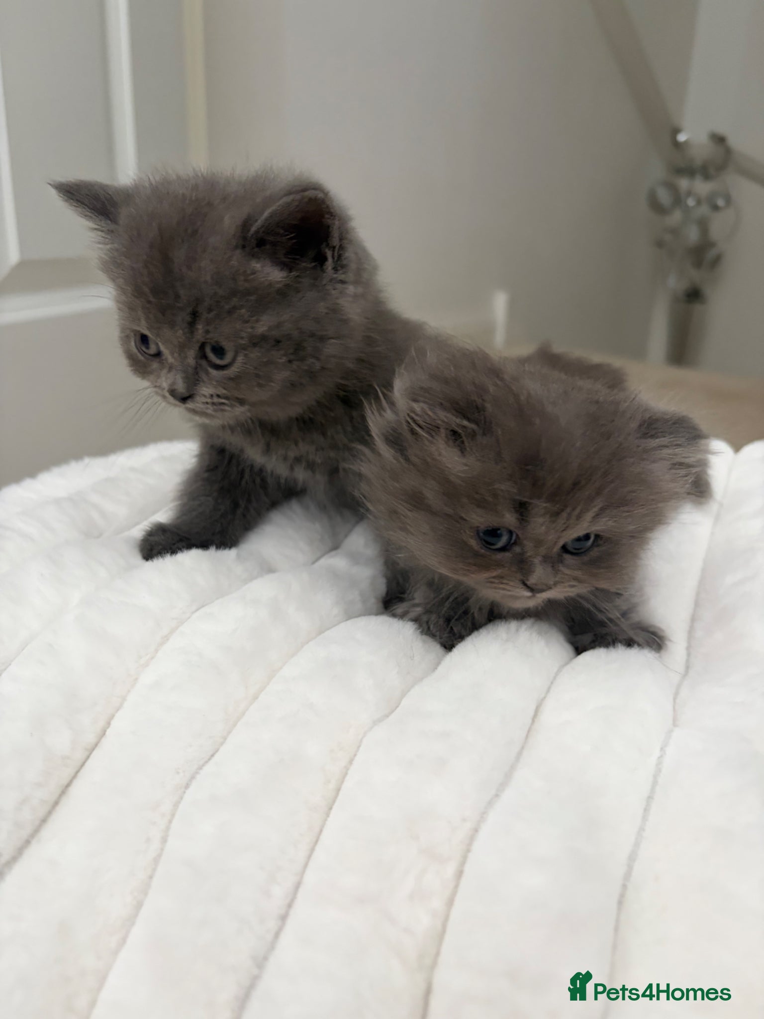 British Shorthair cats British blues - Advert 4
