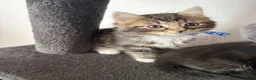 Ragcoon cats for sale: Mainecoon ragdolls  - Advert 13