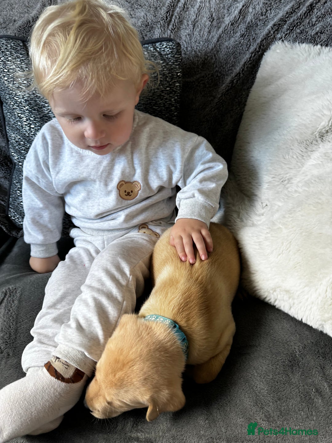 Labrador Retriever dogs for sale: Champion Bloodlines KC Labrador Retriever Puppies - Image 17