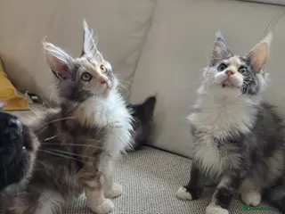 Maine Coon cats Giant Maine Coon - Advert 16