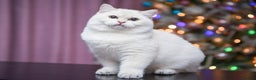 British Shorthair cats for sale: Golden British shorthair Pedigree Neutered  - Advert 2