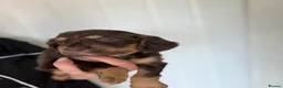 Sprocker dogs for sale: 🐾Sprocker puppies🐾 - Advert 23
